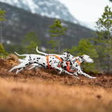 Nonstopdogwear Line harness 5.0 - Bekväm Y-Sele