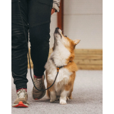 Retrieverkoppel för jakt och träning – Non-stop Dogwear Retriever Leash