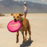 Ruffwear Camp Flyer™ Toy - mjuk frisbee i flera färger