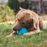 Ruffwear Gnawt-a-Rock ™