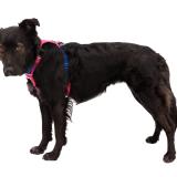 Ruffwear Hi & Light Harness - Lättviktssele