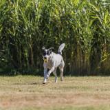 Trixie, sporting boll med band