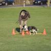 Trixie Dog Activity Hinderset – Agility och träning för hund i alla åldrar, 3 hinder
