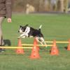 Trixie Dog Activity Hinderset – Agility och träning för hund i alla åldrar, 3 hinder