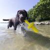 Trixie Dog Activity Mot-Aqua – flytande apportleksak för vatten