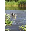 Trixie Dog Activity Mot-Aqua – flytande apportleksak för vatten