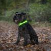 Dogman Blinkhalsband LED - syns tydligt i mörker och regn - Orange - 260607