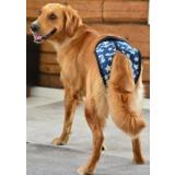 Jokke Janutex Tikskydd - Stars, 0 - Chihuahua - 6240000562