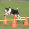 Trixie Dog Activity Hinderset – Agility och träning för hund i alla åldrar, 3 hinder - 32091