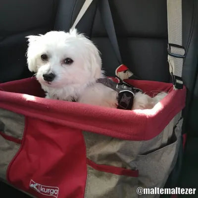 Kurgo Heather Booster Seat Röd/Muskot