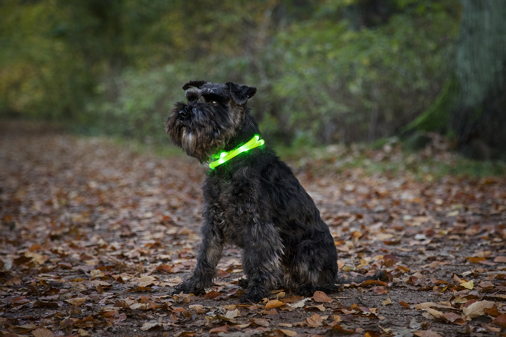 Dogman Blinkhalsband LED - syns tydligt i mörker och regn - Orange - 260607