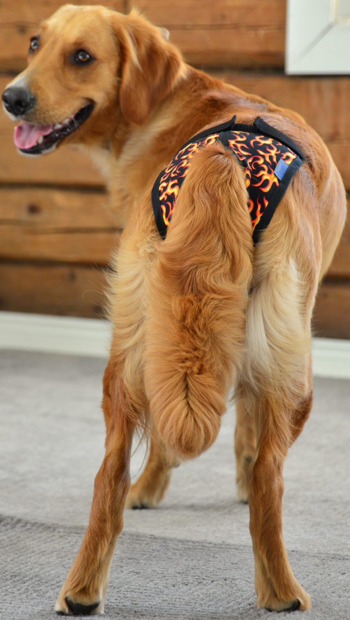 Jokke Janutex Tikskydd - Flames, 0 - Chihuahua - 6240000526