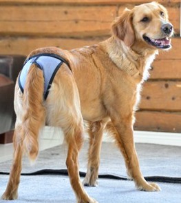 Jokke Janutex Tikskydd - Jeans, 1 - Papillon - 6240000546