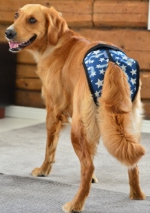 Jokke Janutex Tikskydd - Stars, 0 - Chihuahua - 6240000562