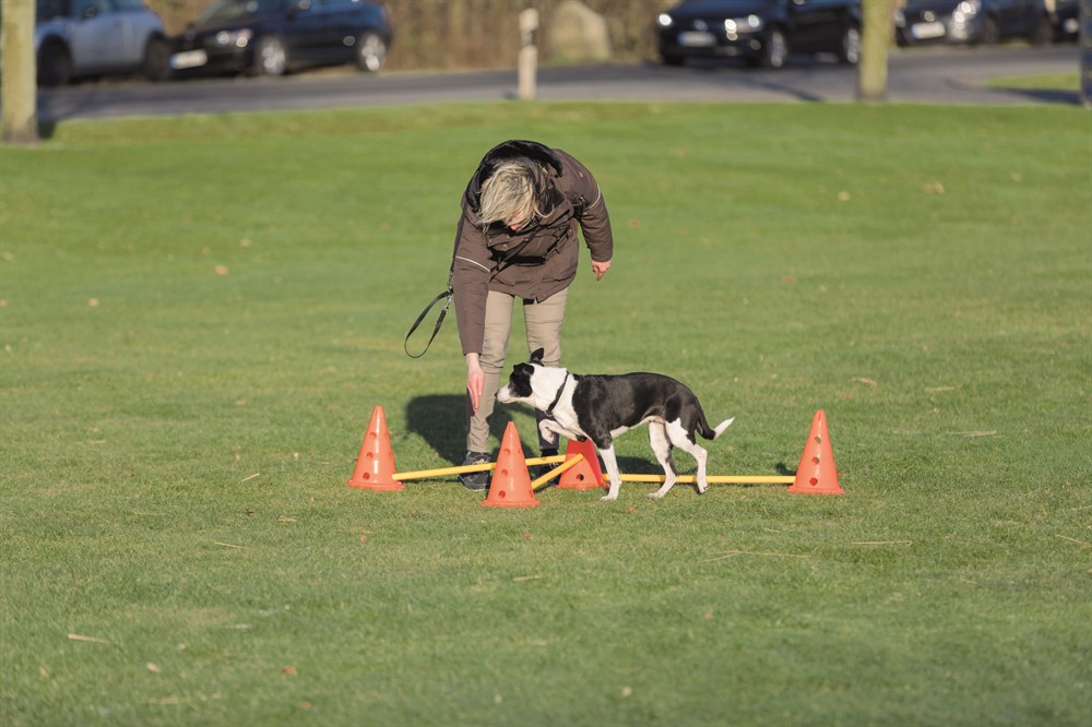 Trixie Dog Activity Hinderset – Agility och träning för hund i alla åldrar, 3 hinder - 32091