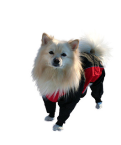 Zipp Regnoverall för hund