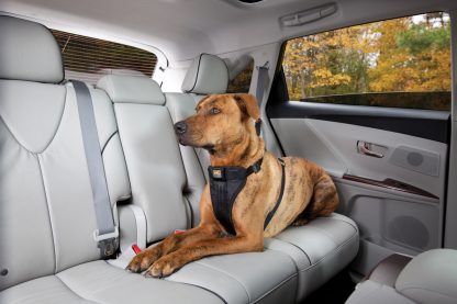 Kurgo Enhanced Strength Tru-Fit Smart Harness på hund i bilen