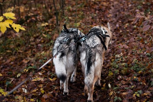Touring Double från Non-Stop Dogwear - Bild 4