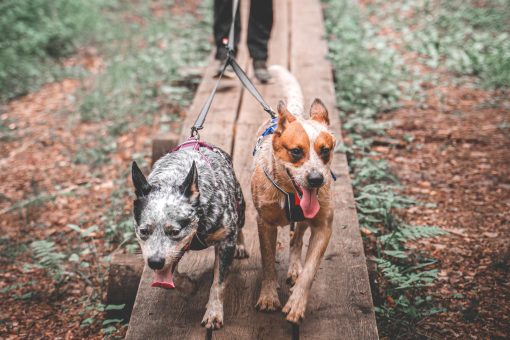Touring Double från Non-Stop Dogwear - Bild 5