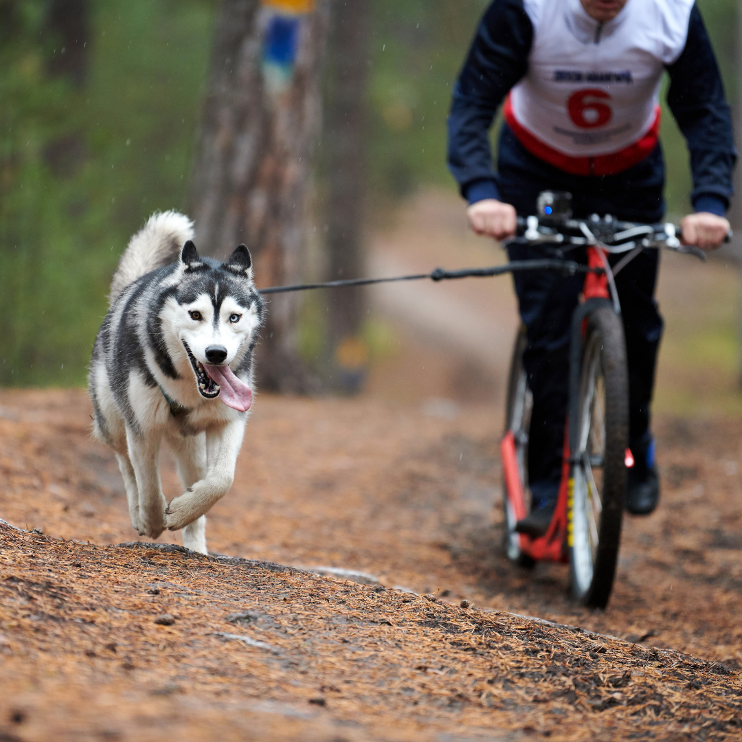 En hund springer i koppel jämte sin ägare som cyklar i skogen.