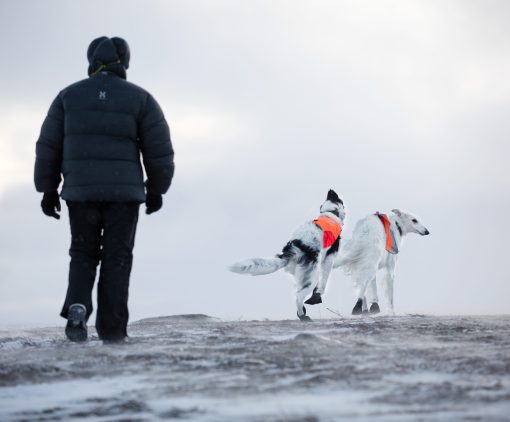 Hundsocka, Solid socks från Non-Stop Dogwear - Bild 3