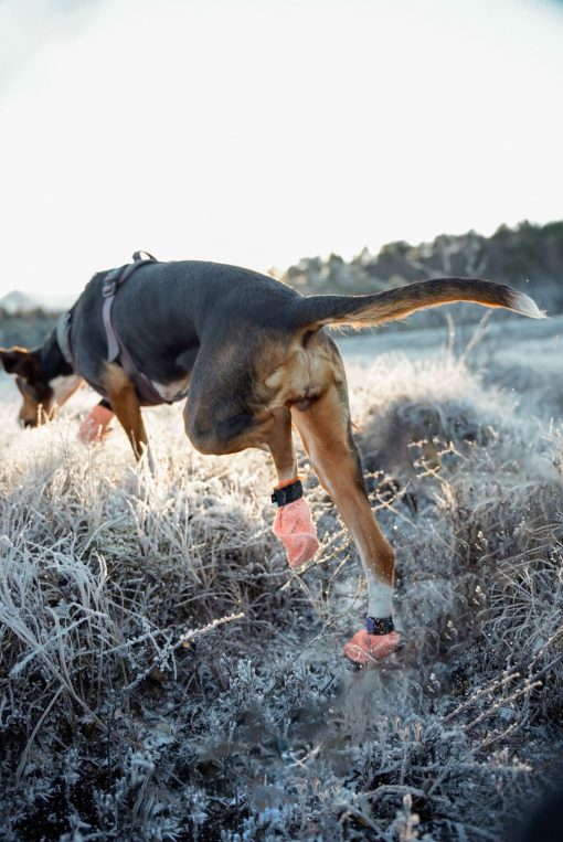 Hundsocka, Protector light socks från Non-Stop Dogwear - Bild 6