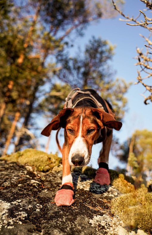 Hundsocka, Protector light socks från Non-Stop Dogwear - Bild 8