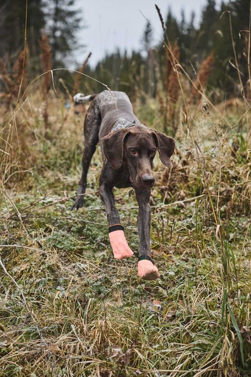 Hundsocka, Protector light socks från Non-Stop Dogwear - Bild 11