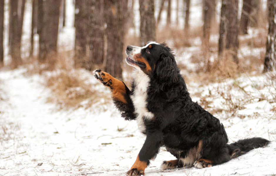 Kärleksfull Vintervård – 5 råd för att ta hand om din hunds tassar