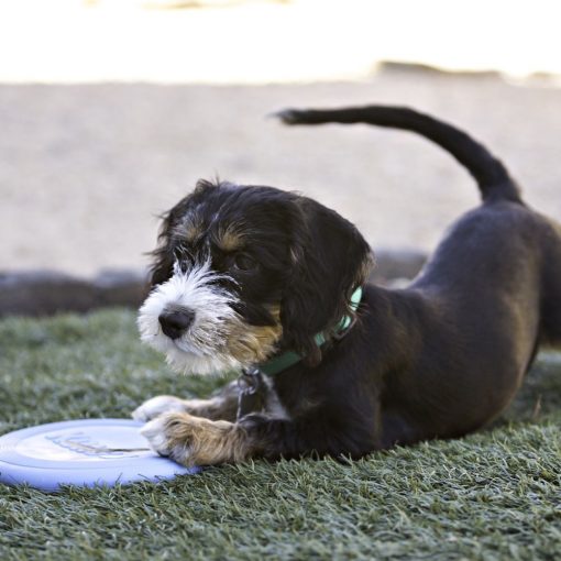 Hundfrisbee Kong Flyer, Svart - Bild 4