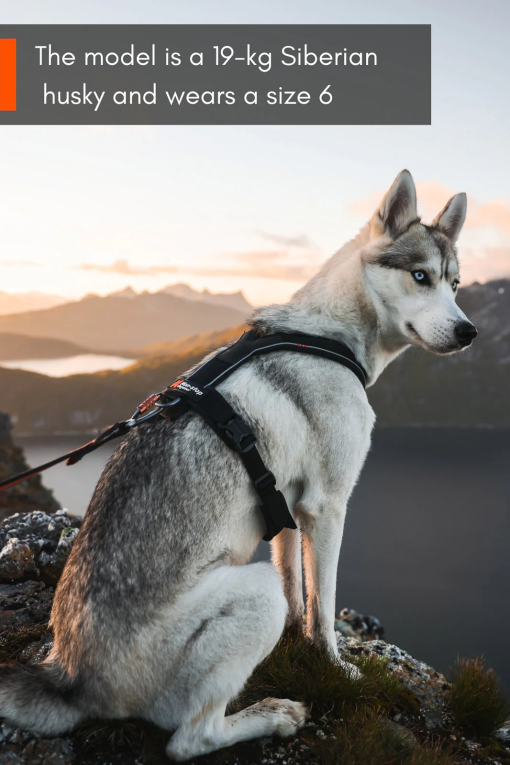 Nonstopdogwear Line harness 5.0 - Bekväm Y-Sele - Bild 5