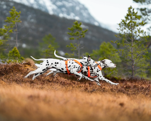 Nonstopdogwear Line harness 5.0 - Bekväm Y-Sele - Bild 6